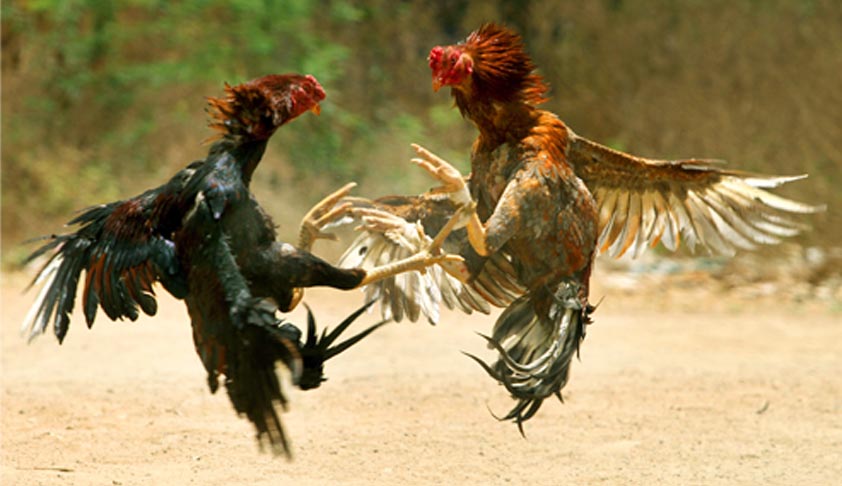 SC asks AP High Court to hear petition to ban cock fights afresh, orders status quo to be maintained