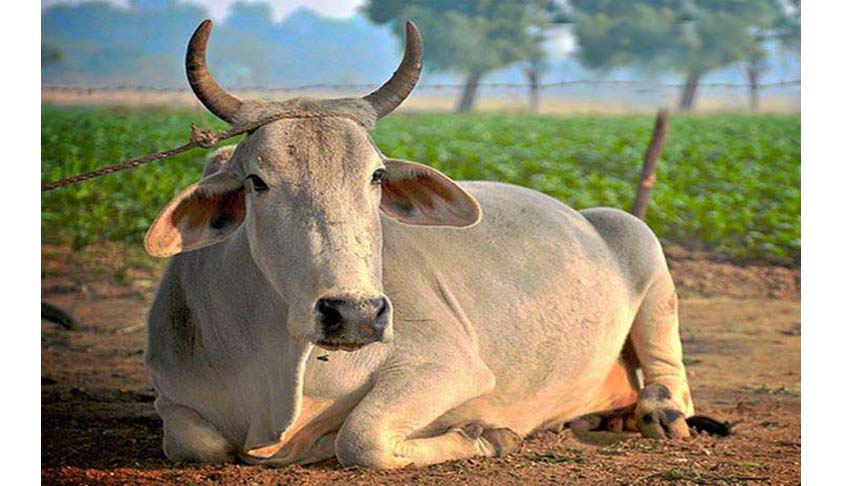 Animal Welfare v Restricting a consumable food item; Beef Ban Animal Welfare v Restricting a consumable food item; Beef Ban
