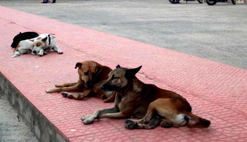 Human Rights v. Animal Rights; Writ Petition filed in Kerala High Court to control stray dogs Human Rights v. Animal Rights; Writ Petition filed in Kerala High Court to control stray dogs