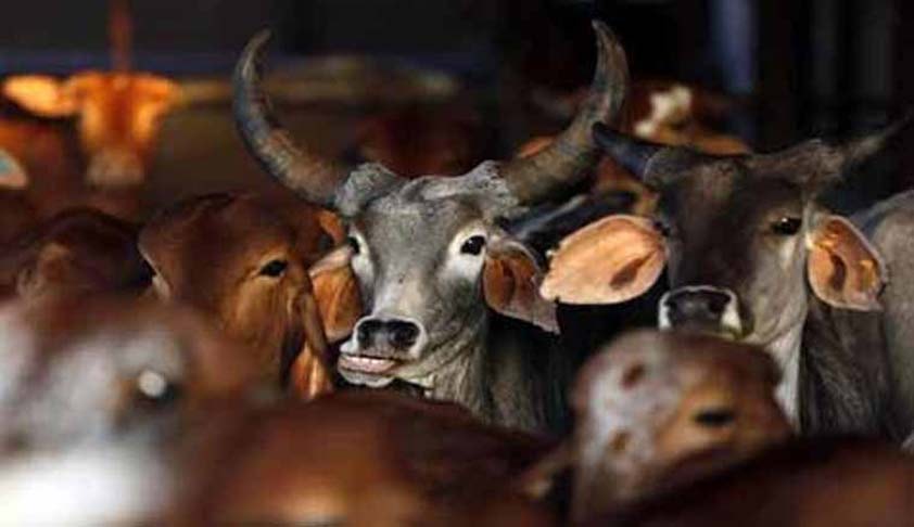 SC issues Notice on PIL seeking stricter penalty in cases of Animal Cruelty [Read Petition]
