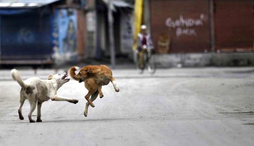 SC issues notice on PIL by Kerala NGO seeking protection of children from stray dogs [Read Order]