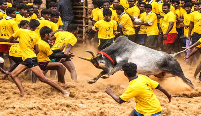 Can’t allow Jallikattu merely because it is an Old Tradition: SC [Read Order]