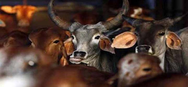Sikkim State Assembly Passes Bill Prohibiting Cow Slaughter