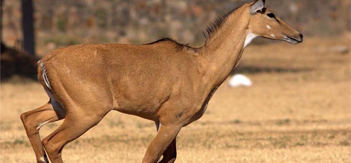 SC asks NGOs to move HC against declaring Nilgai, Monkeys as vermins SC asks NGOs to move HC against declaring Nilgai, Monkeys as vermins