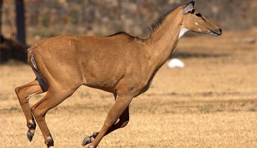 SC agrees to examine the Constitutional Validity of S.62 of Wild Life Protection Act 1972 [Read Petition]
