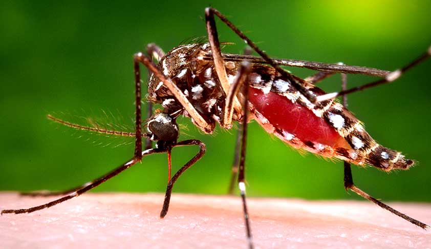 SC Demands High Level Meet On Steps To Tackle Chikungunya [Read Order]