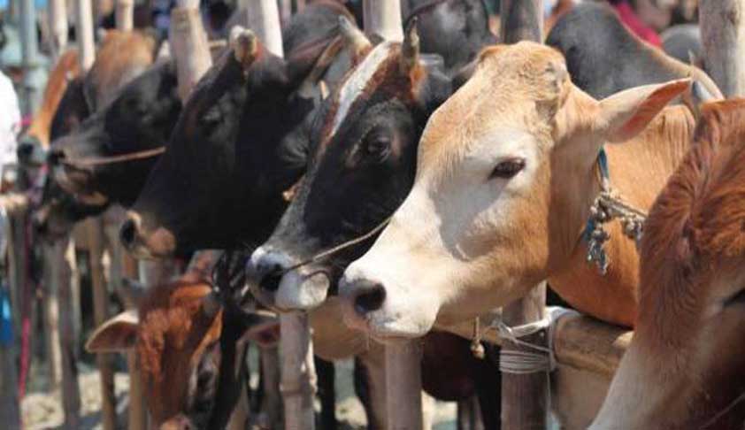 Cow Is A Substitute To Mother/God, Muslims Have No Fundamental Right To Slaughter Cows For Bakrid: Hyderabad HC