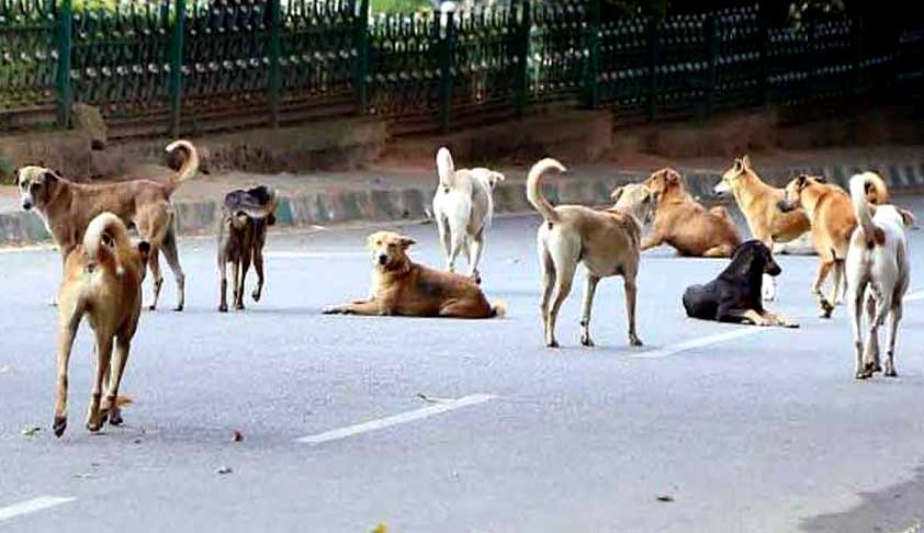 Shift All Stray Dogs From Roads To Shelter Homes Within 6 Months: Uttarakhand HC Directs State [Read Order]