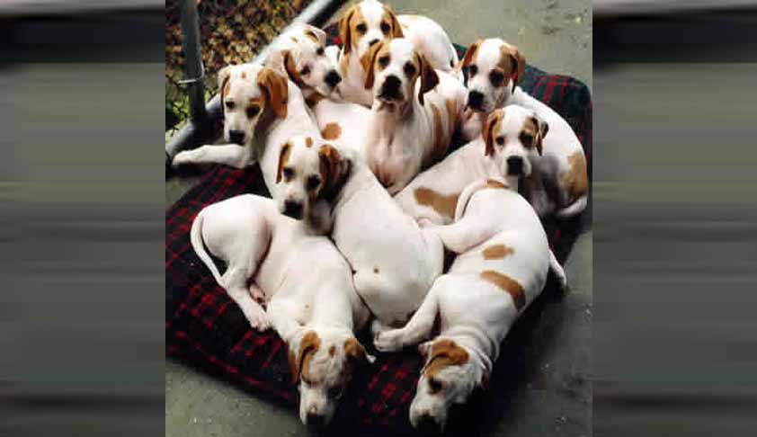 Govt Proposes New Rules To Regulate Dog Breeders [Read Draft Rules]