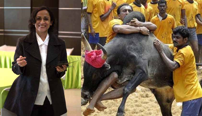 Animal Welfare Board Secy, Counsel Lock Horns On Jallikattu Plea In SC
