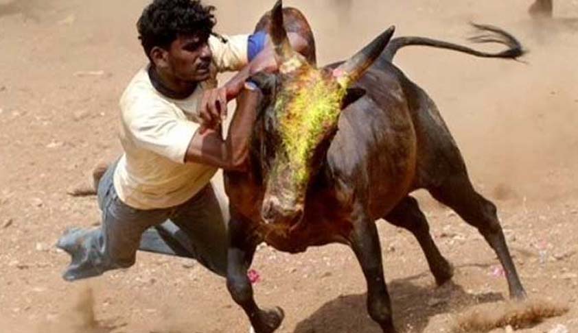 Jallikattu: 2016 Notification Withdrawn: Centre Tells SC, Hearing on Jan 31 Jallikattu: 2016 Notification Withdrawn: Centre Tells SC, Hearing on Jan 31