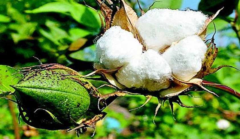 Monsanto Vs Nuziveedu: Delhi HC Rules In Favour Of Nuziveedu In BT Cotton Patent Infringement Case [Read Judgment]