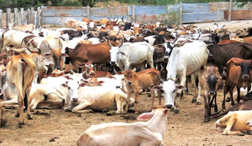 Tell Us If Cattle Notification Rules Placed Before Parliament: SC To Centre