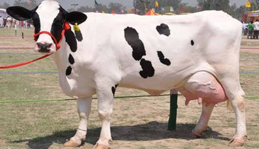 India: A Cow Republic ?