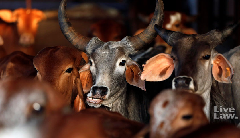 Breaking: Stay On Cattle Rules Applicable To Entire Country: SC