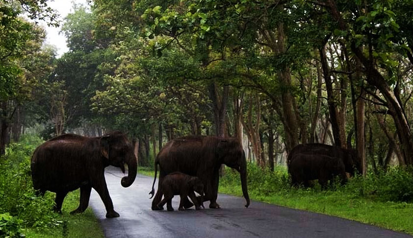 27 Corridors For Safe Passage Of Endangered Animals May Become A Reality 27 Corridors For Safe Passage Of Endangered Animals May Become A Reality