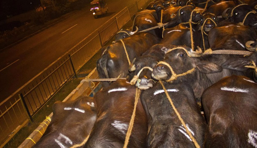 Ensure Prompt Action On Complaints Of Illegal Transportation Of Animals: Delhi HC To Authorities Ensure Prompt Action On Complaints Of Illegal Transportation Of Animals: Delhi HC To Authorities