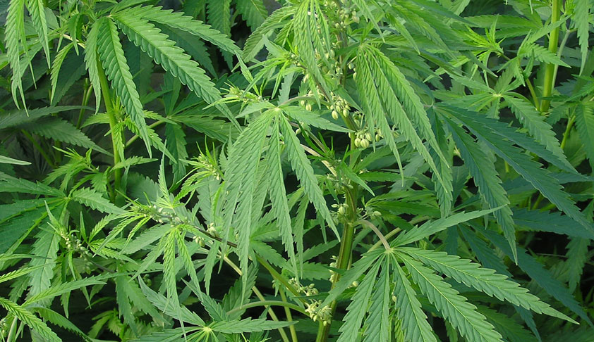Himachal HC Notice To Centre, State On PIL For Policy Against Prohibition And Burning Of Cannabis [Read Petition & Order]