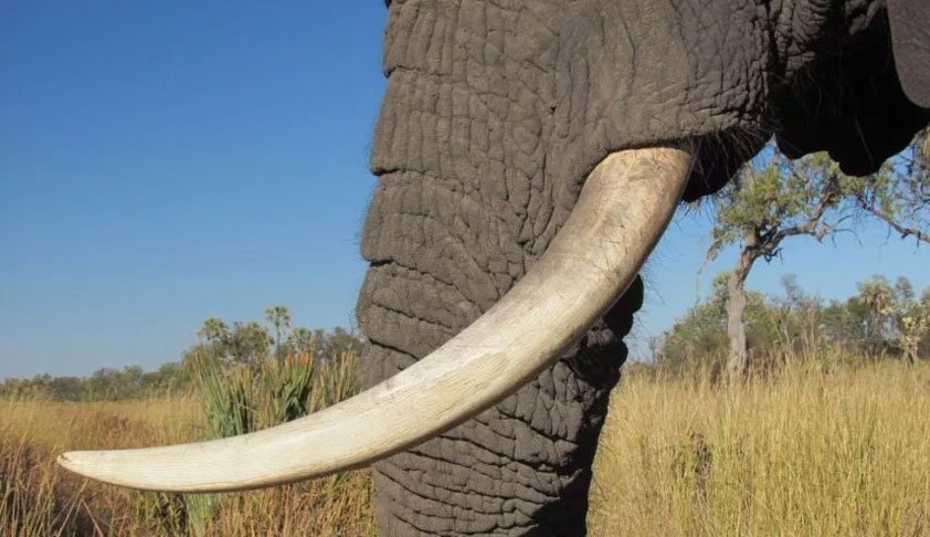 Elephant Tusk Is Govt Property & Presumption Under Sec. 69 Of Kerala Forest Act Is Attracted: SC [Read Order]