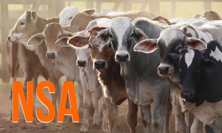 Cattle Protection Laws: Cowing Down The Accused? Cattle Protection Laws: Cowing Down The Accused?