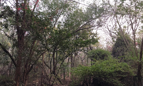 Its A Serious Issue: Delhi HC Issues Notice In PIL For Protection Of Jahanpanah City Forest Its A Serious Issue: Delhi HC Issues Notice In PIL For Protection Of Jahanpanah City Forest