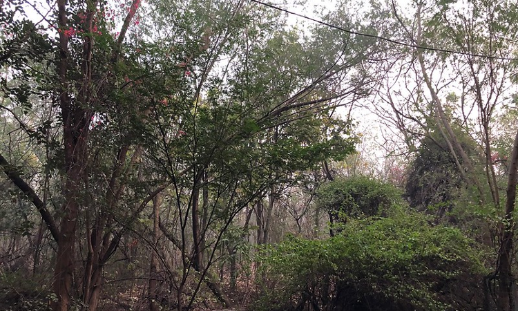 Its A Serious Issue: Delhi HC Issues Notice In PIL For Protection Of Jahanpanah City Forest Its A Serious Issue: Delhi HC Issues Notice In PIL For Protection Of Jahanpanah City Forest