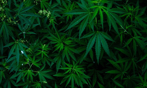 Cannabis, Caste, And NDPS Acts Unexamined Asymmetry