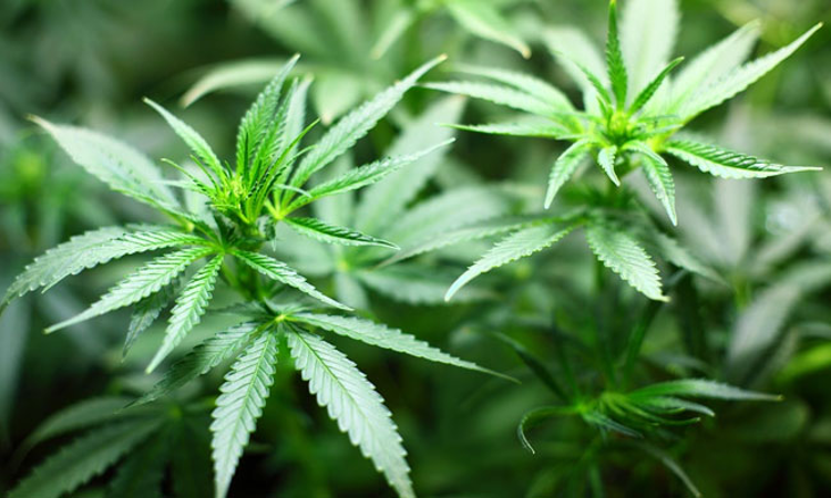 Seizure Of Alleged Commercial Quantity Of Cannabis: Bombay High Court Grants Bail To Accused Over Doubts In Chemical Analysis Report Seizure Of Alleged Commercial Quantity Of Cannabis: Bombay High Court Grants Bail To Accused Over Doubts In Chemical Analysis Report