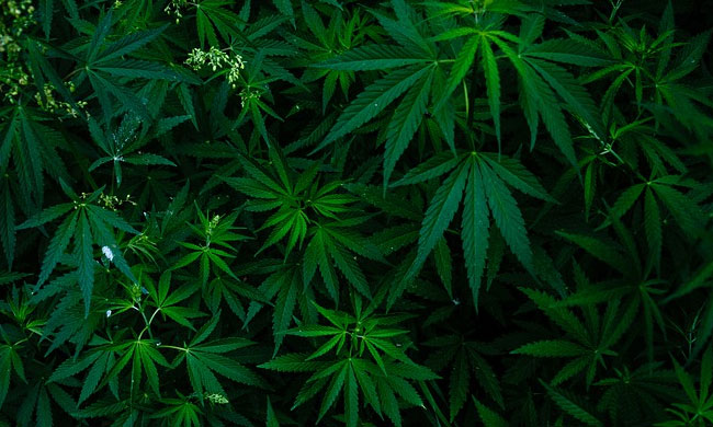 Wild Cannabis Plants Openly Growing In Chandigarh? Punjab & Haryana High Court Expresses Concern, Seeks UTs Response