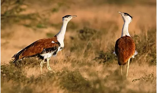 NGT Hears Plea Seeking Protection Of The Endangered Great Indian Bustard NGT Hears Plea Seeking Protection Of The Endangered Great Indian Bustard