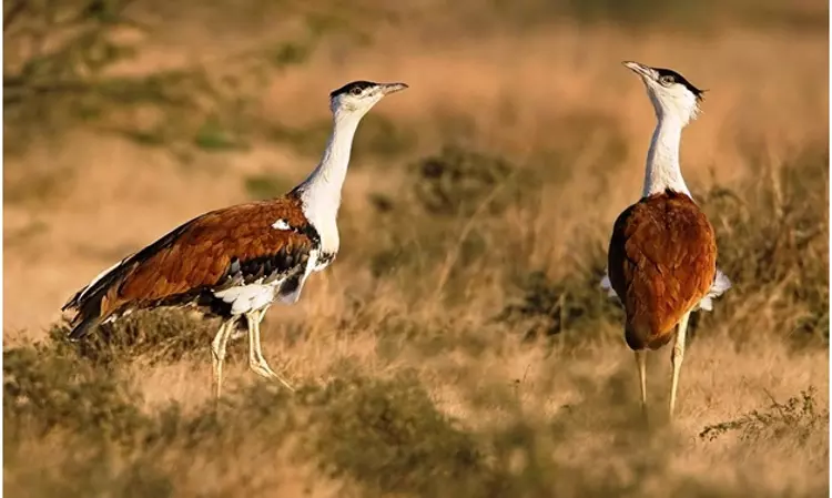 NGT Hears Plea Seeking Protection Of The Endangered Great Indian Bustard NGT Hears Plea Seeking Protection Of The Endangered Great Indian Bustard