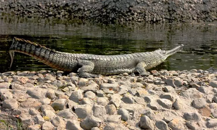 NGT Directs MP Govt. To Execute Measures For Conservation Of Son Gharial Sanctuary, Check Illegal Mining Activity NGT Directs MP Govt. To Execute Measures For Conservation Of Son Gharial Sanctuary, Check Illegal Mining Activity