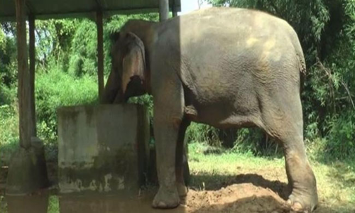 Formal Documentation Not Mandatory For Adoption Of Privately Owned Elephants, Commercial Transactions Prohibited: Karnataka High Court Formal Documentation Not Mandatory For Adoption Of Privately Owned Elephants, Commercial Transactions Prohibited: Karnataka High Court