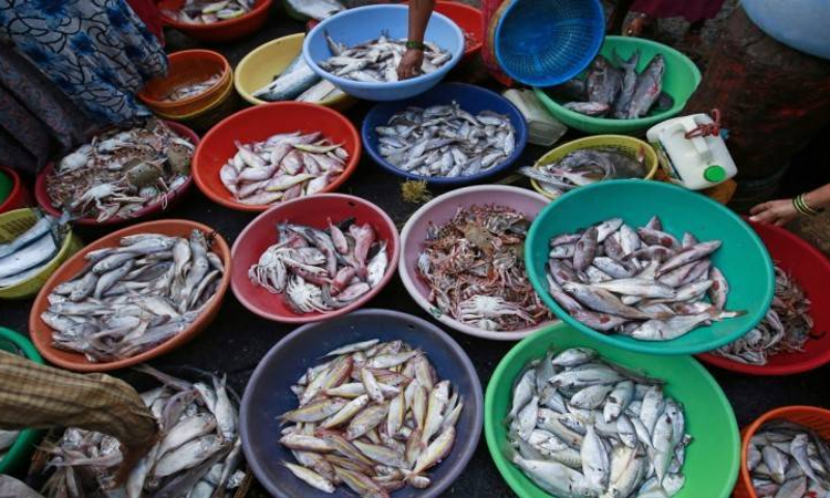 [COVID-19] Include Fish/Shrimp In Essential Supply Category And Allow The Transportation Of The Same: Andhra HC To Govt.[Read Order]