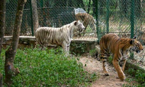Central Zoo Authority Forms Expert Panel On Zoo Safety After Hippopotamus Kills Trainee Veterinarian; Karnataka High Court Closes PIL