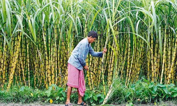 State & Centre Have Concurrent Power To Fix Sugarcane Prices; No Conflict If States Price Is Higher Than Centres Minimum Price : SC [Read Judgment]
