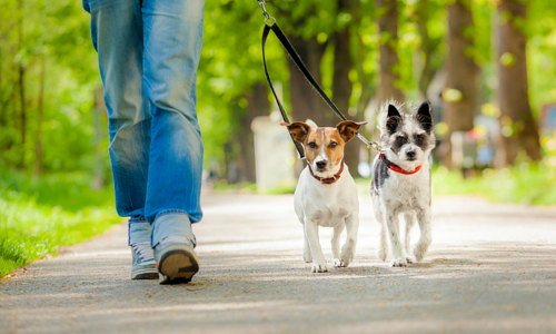 Gurugram Consumer Forum Directs Municipal Corporation To Allow Maximum One Pet Dog For One Family, Bans 11 Foreign Breeds Gurugram Consumer Forum Directs Municipal Corporation To Allow Maximum One Pet Dog For One Family, Bans 11 Foreign Breeds