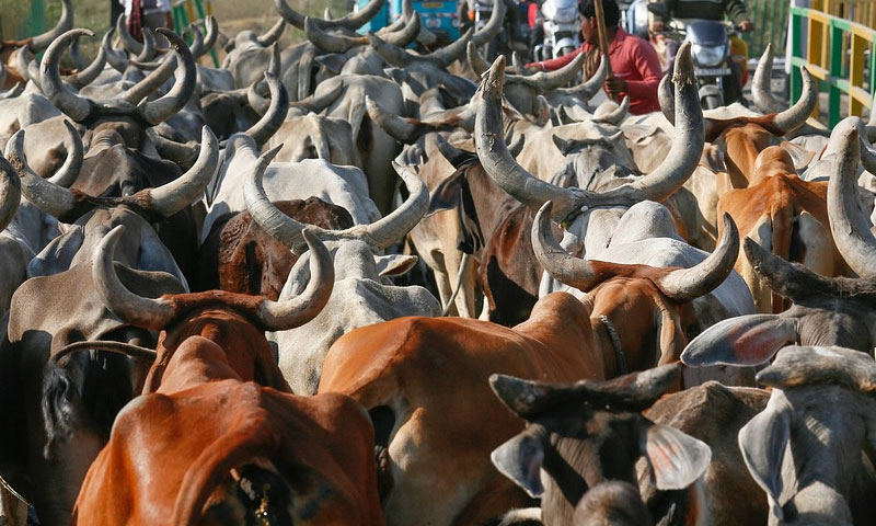 Calcutta High Court Reserves Order On Challenge To Bengal Govts Cattle Slaughter Restrictions Ahead Of Eid
