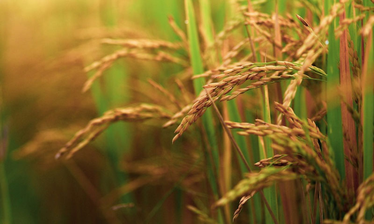 Farmers Distress- Policy Needed To Take Care Of Paddy Sacks Which Get Drenched In Rain: Madras HC Takes Suo Moto Cognizance Farmers Distress- Policy Needed To Take Care Of Paddy Sacks Which Get Drenched In Rain: Madras HC Takes Suo Moto Cognizance
