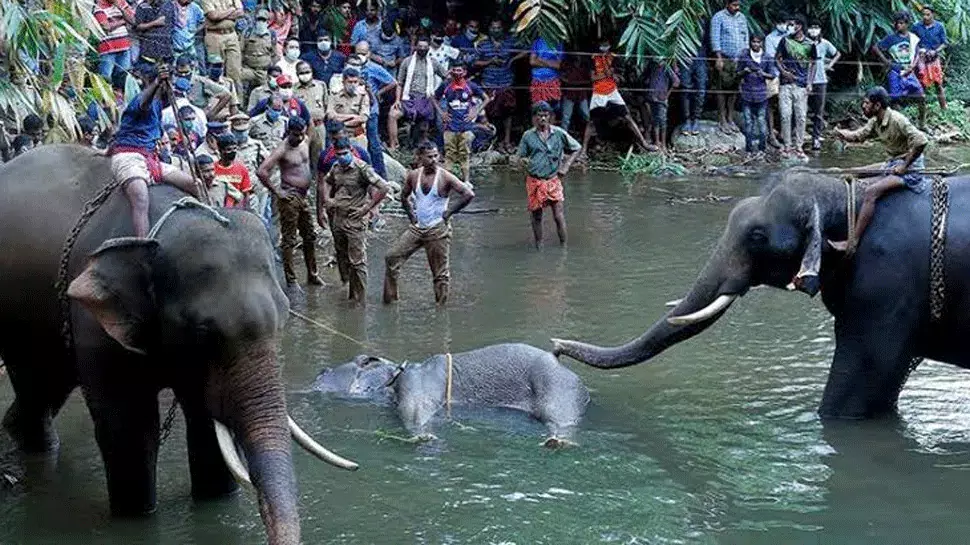 PIL Before Kerala High Court Seeks Peaceful Resolution Of Human-Wildlife Conflicts, Implementation Of CAG Recommendations