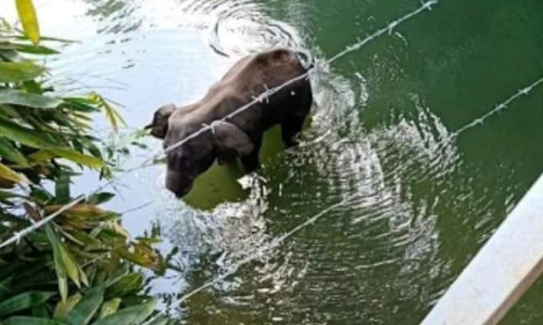 Kerala Elephant Tragedy : Plea In SC Seeks To Stop Use Of Snares & Traps Against Wildlife