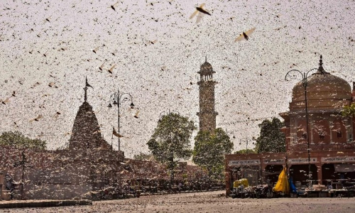 Examining Locust Invasion In India From A Legal Perspective