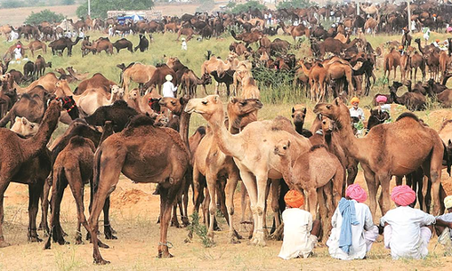 Rajasthan High Court Expresses Concern Over Sharp Decline In Camel Population, Summons Animal Husbandry Director