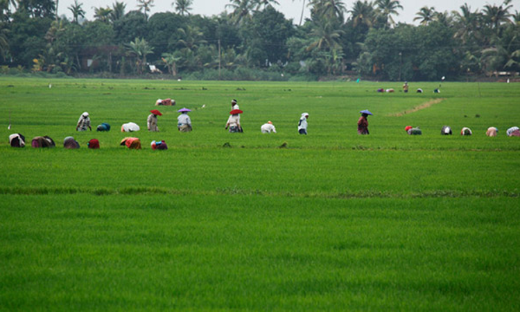 No Absolute Bar On Permitting Residential Use Of Paddy Land Even If Property Was Purchased After The Commencement Of Act : Kerala HC No Absolute Bar On Permitting Residential Use Of Paddy Land Even If Property Was Purchased After The Commencement Of Act : Kerala HC