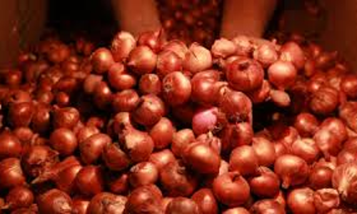Government Imposes 40% Export Duty On Onions To Stabilize Domestic Market