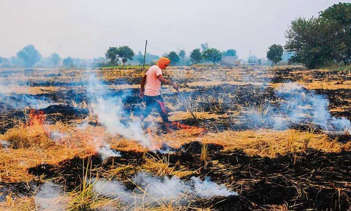 SC Is Already Seized With This Matter, Delhi HC Refuses To Further Monitor Plea Seeking Stern Measures To Prevent Stubble Burning In Punjab, Haryana And UP