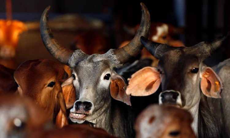 UP Prevention Of Cow Slaughter Act Being Misused Against Innocent Persons; Any Recovered Meat Is Shown As Beef : Allahabad High Court UP Prevention Of Cow Slaughter Act Being Misused Against Innocent Persons; Any Recovered Meat Is Shown As Beef : Allahabad High Court