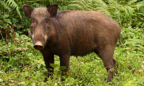 Permit Farmers To Hunt Wild Boars Attacking Agricultural Lands : Kerala High Court Directs Chief Wildlife Warden