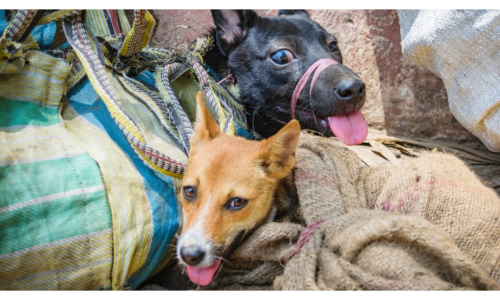 Dog Meat Ban: Gauhati High Court Puts Nagaland Governments Order On Hold