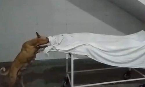 Dog Nibbling Away at Dead Body in UP Hospital: Dr Ashwani Kumar Writes To CJI Seeking Uniform Protocol To Deal With Dead Bodies